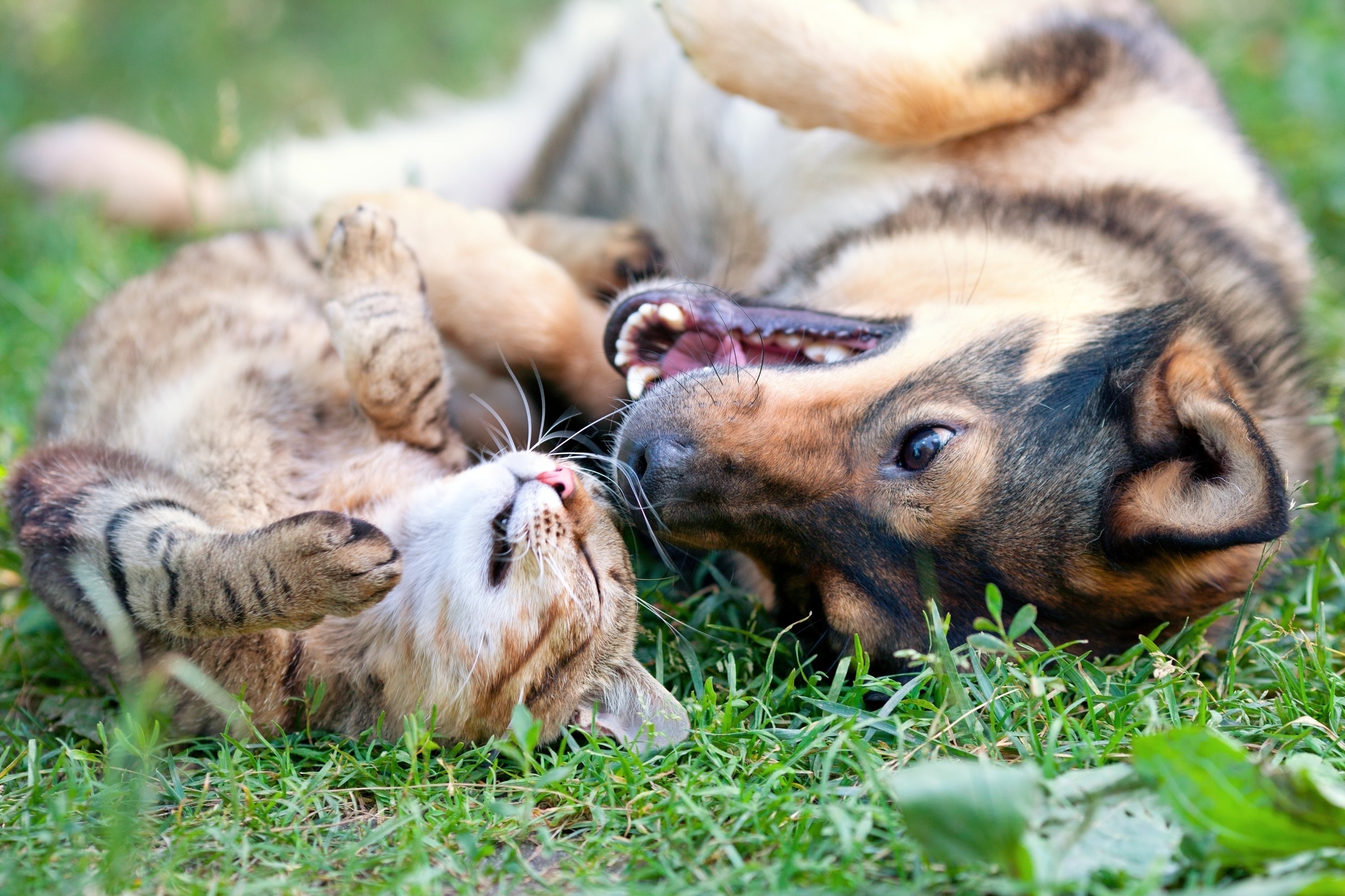 Skin Barrier Function Explained: Why It Matters for Healthy Dog & Cat Skin - Welltayl