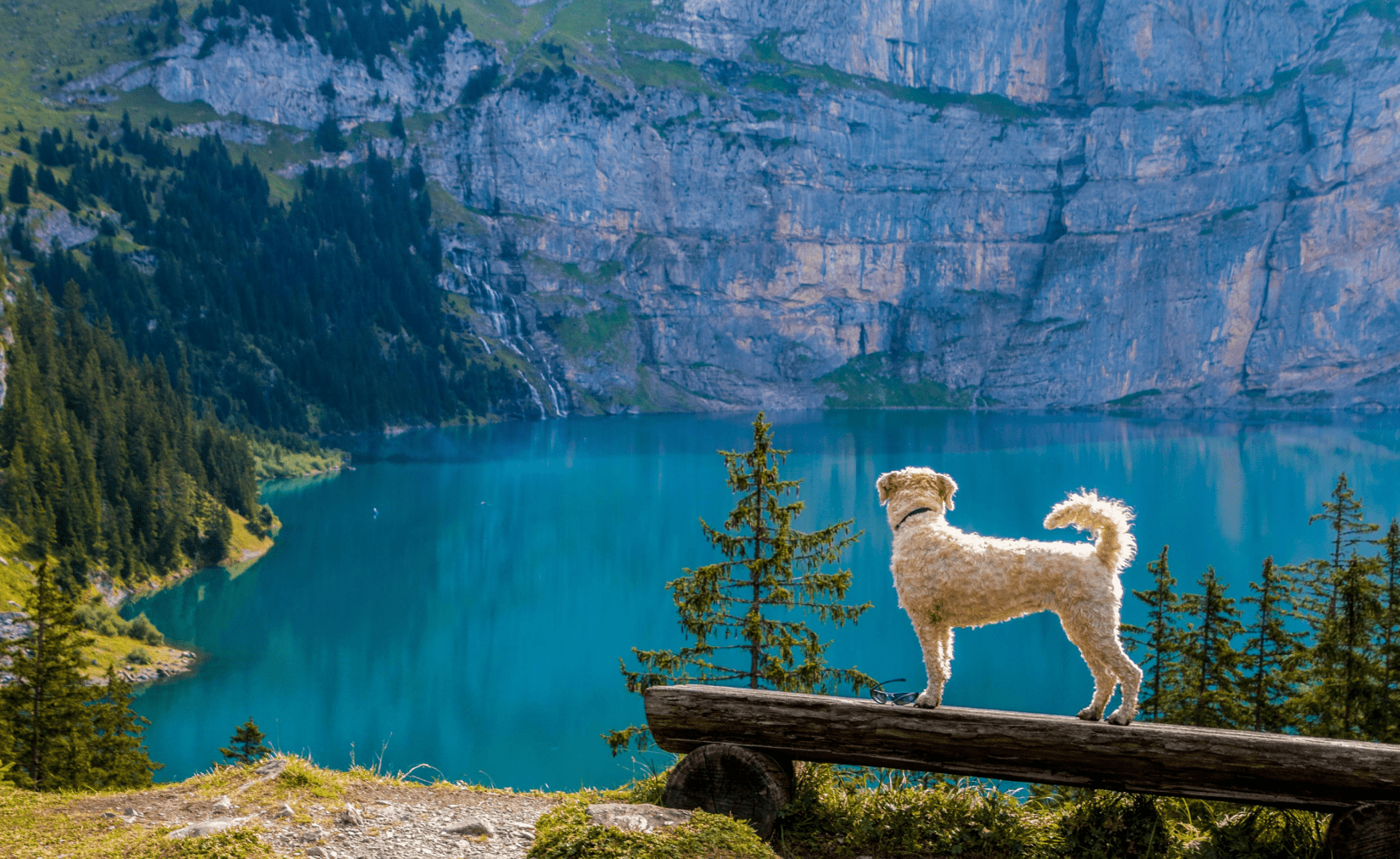 Ultimate Guide to Pet Care: 7 Tips for Happy, Healthy Pets - Welltayl