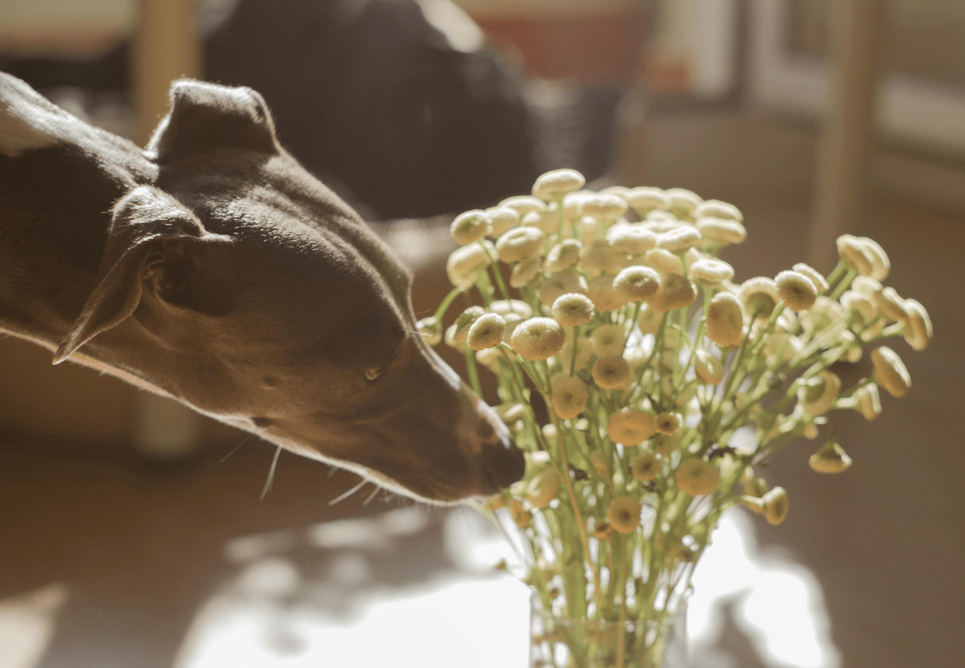 What is Toxic to Dogs: Foods, Plants, and Hazards Every Owner Should Know - Welltayl