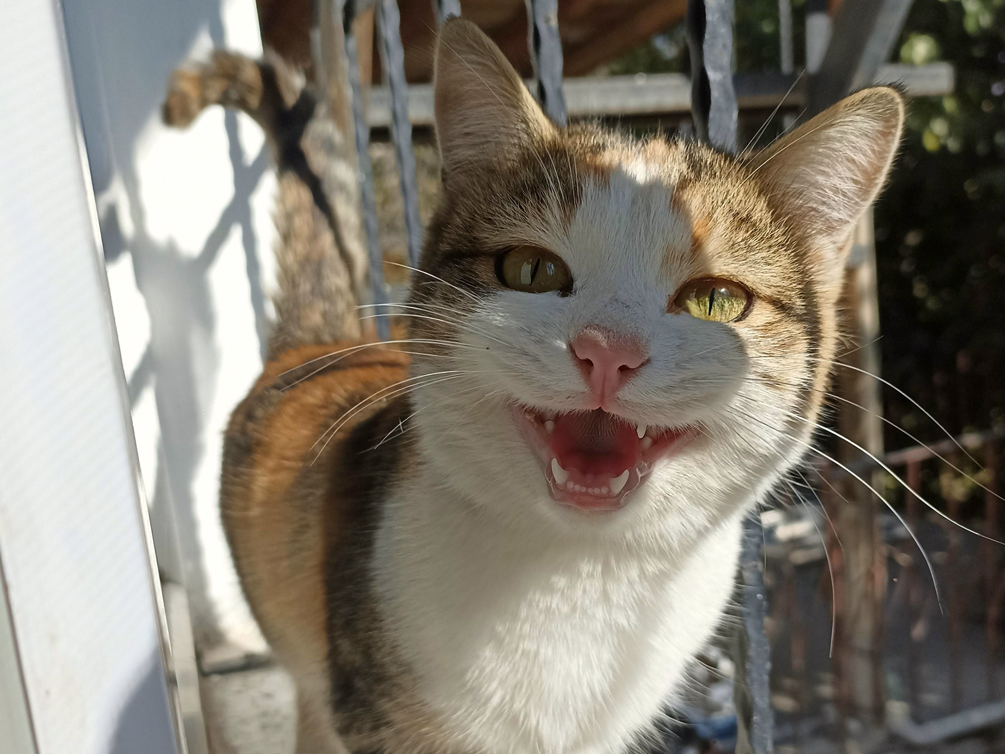 Why Is My Cat Meowing So Much? Causes, Solutions, and When to Visit the Vet - Welltayl