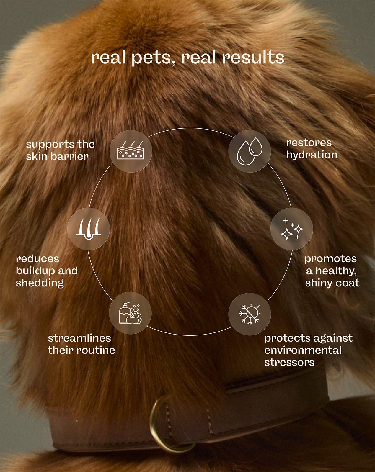 Skin + Coat Care Kit