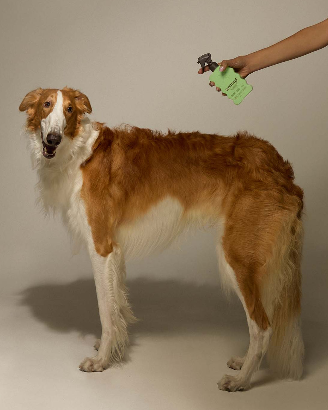 Brown and white dog standing next to a person holding a green toy against a neutral background