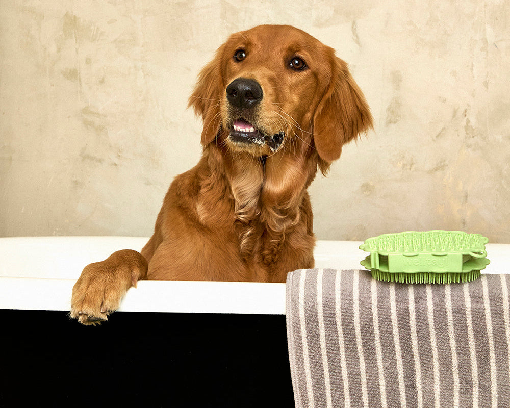 Dog sitting on a bathtub with a green brush and striped towel in a bathroom setting