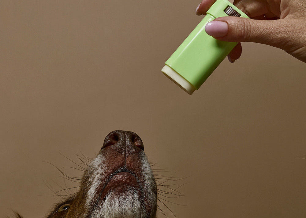 Person holding skin stick towards a dog against a brown background