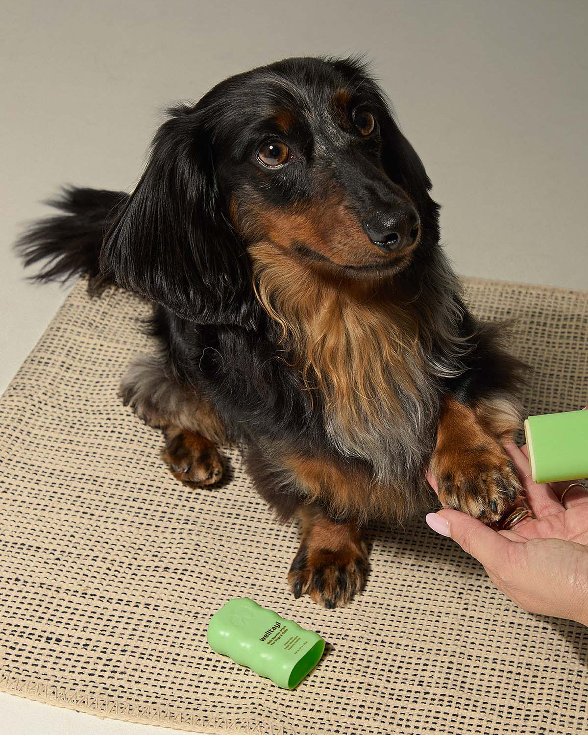 Small dog sitting on a textured surface with a green product in front of it.