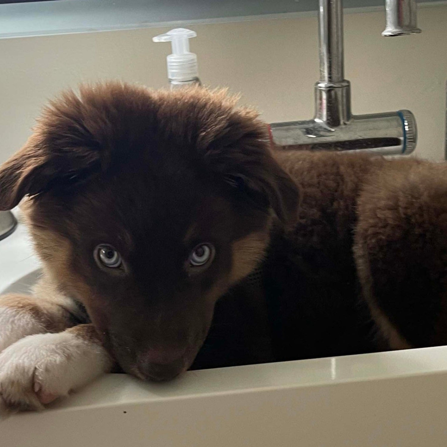 Dog lying in a bathroom sink with grooming tools around