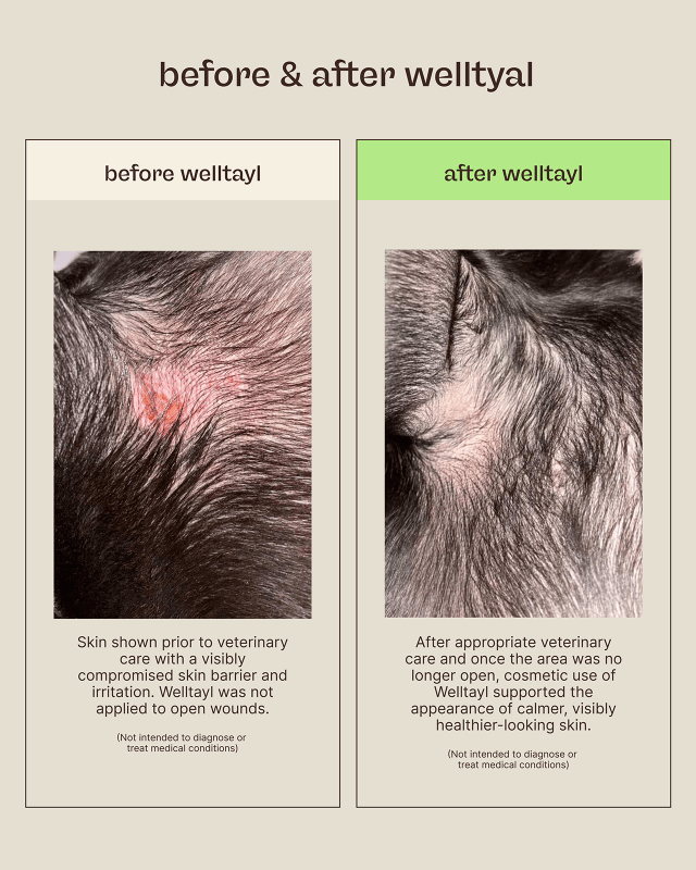 Skin + Coat Care Kit - Welltayl