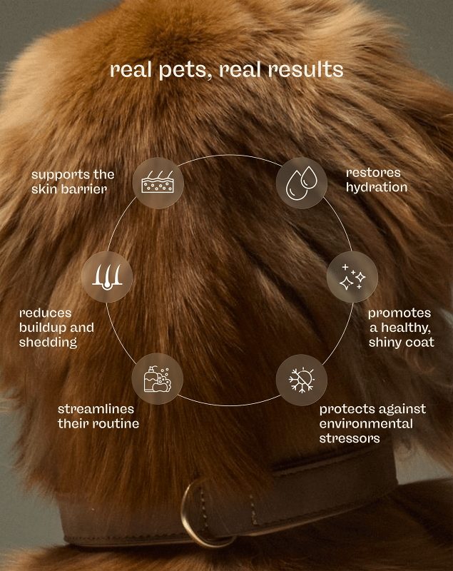 Skin + Coat Care Kit - Welltayl