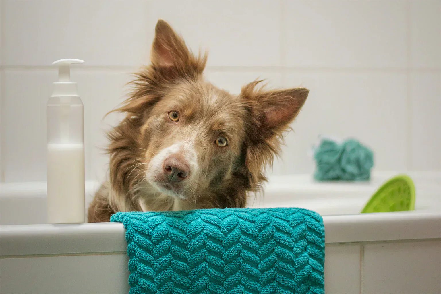 4 Essential Dog Grooming Tips: Techniques for Every Season - Welltayl