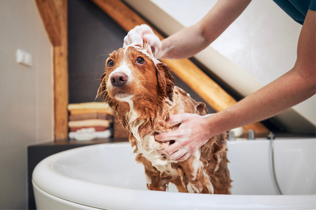 image-of-dog-in-tub-getting-a-bath