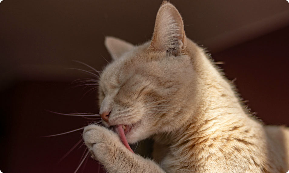 Picture-of-cat-grooming-themselves