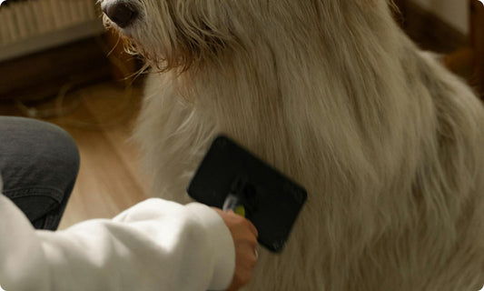 Picture-of-dog-getting-brushed