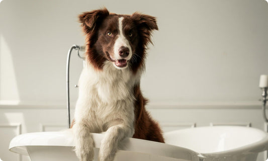 Picture-of-a-dog-in-a-bathtub