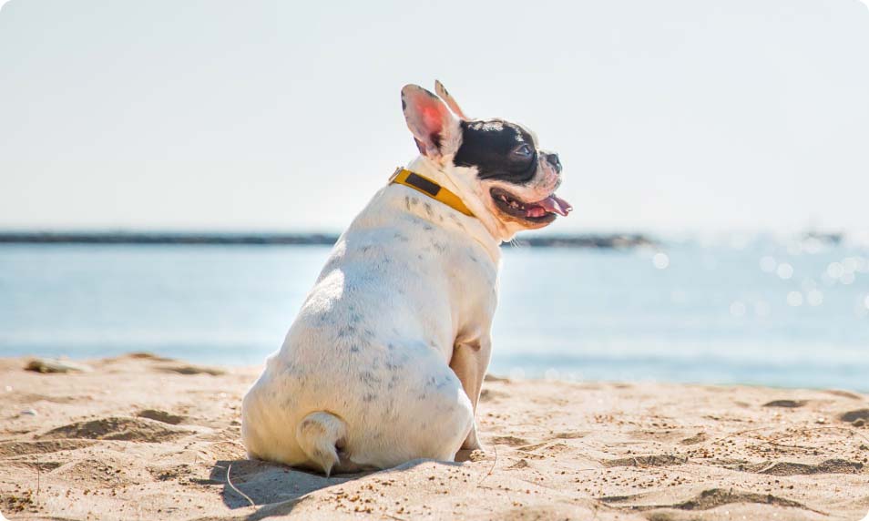 Picture-of-dog-sunbathing