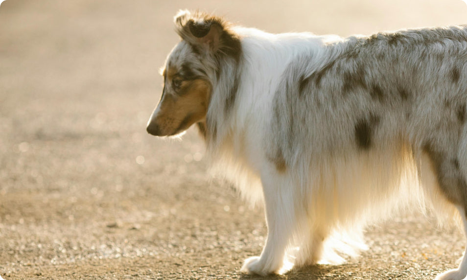 Picture-of-dog-with-shiny-coat