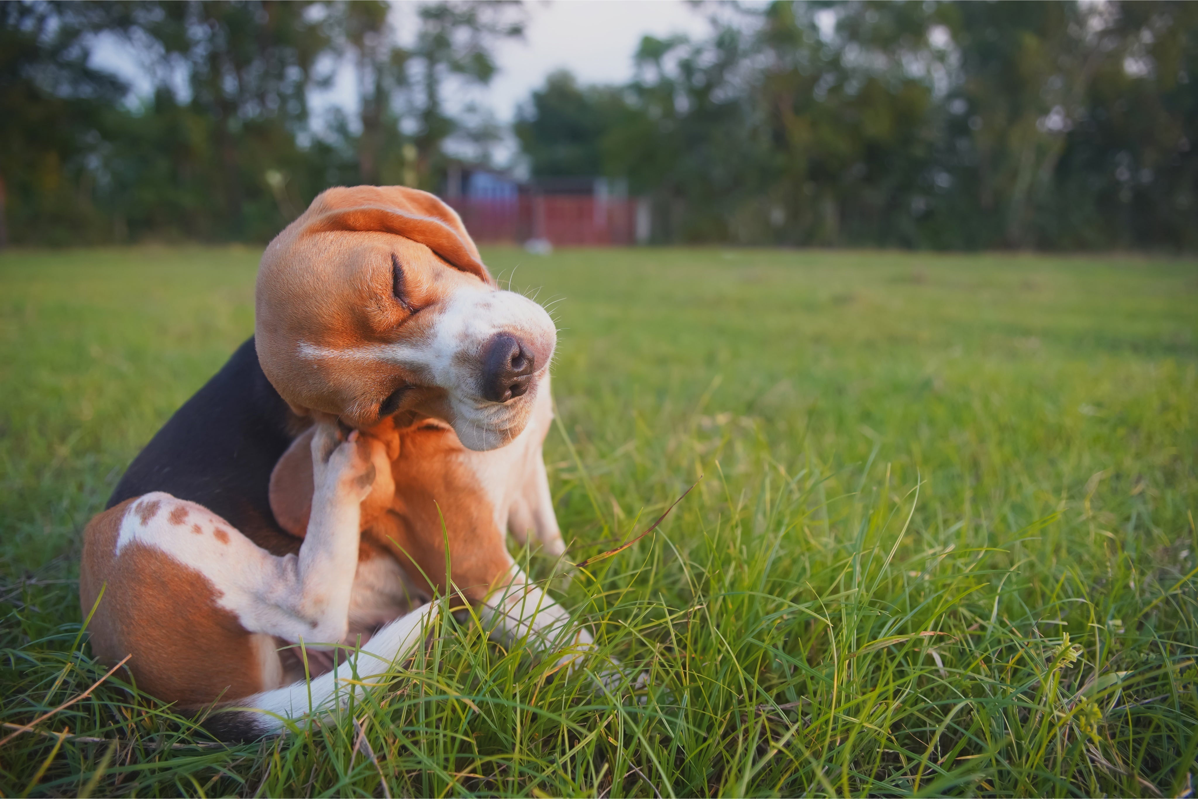 Best Moisturizer for Dogs with Dry Skin: Natural Ingredients & Tips - Welltayl