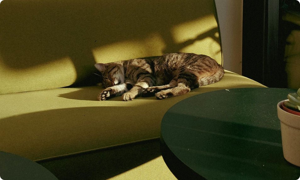Can Cats Get Sunburn? Protect Your Feline Friend - Welltayl