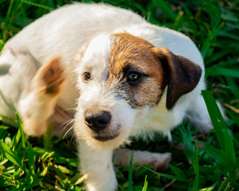 Can Dog Grooming Products Cause Skin Problems in Dogs? - Welltayl