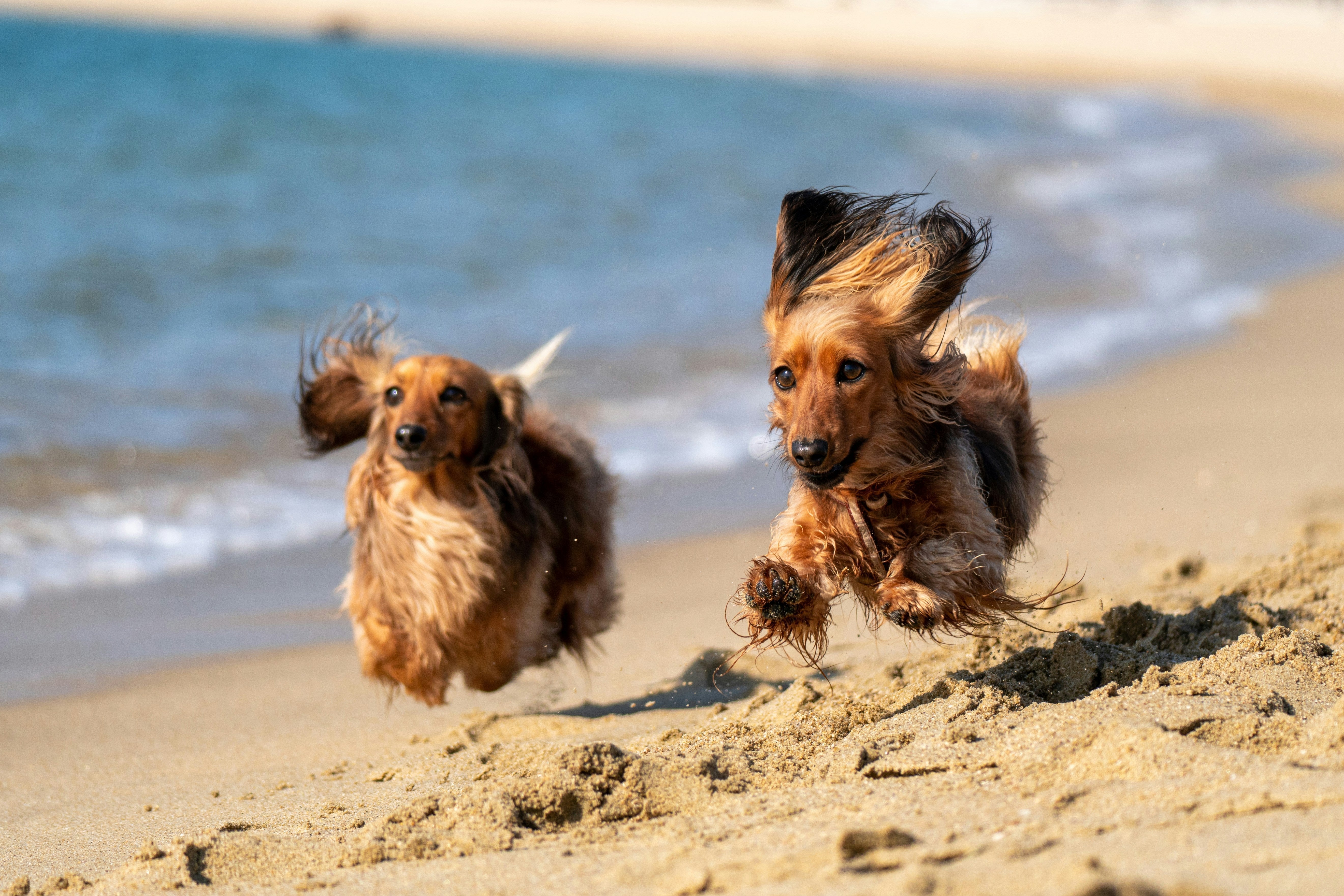Can You Put Human Sunscreen on Dogs? Safe Sun Protection Tips - Welltayl