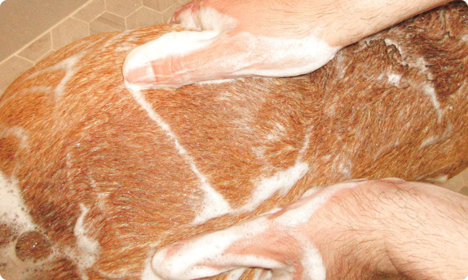 Can You Use Human Conditioner on Dogs? Vet's Comprehensive Guide - Welltayl