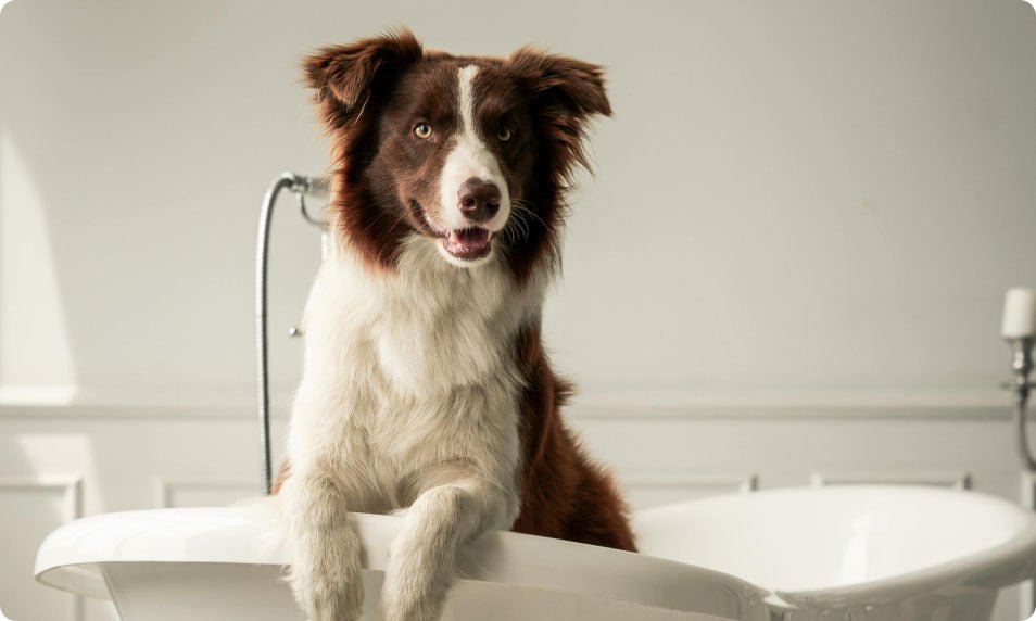 Can You Use Human Shampoo on Dogs? - Welltayl