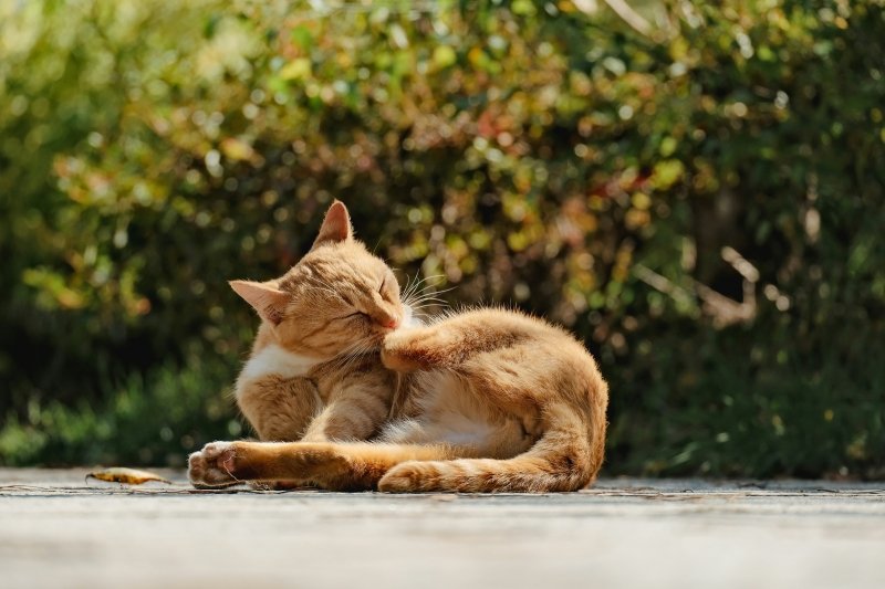 Cat Skin Problems: Common Issues in Cats (and How They Differ) - Welltayl
