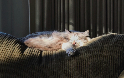 image-of-cat-sleeping-on-couch