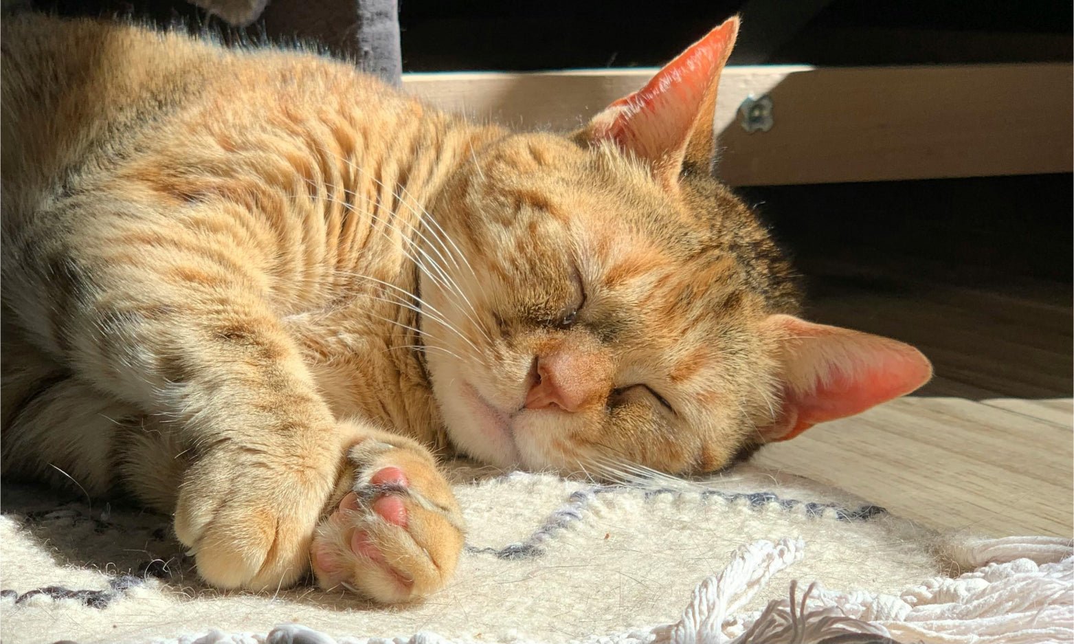 Do Cats Need Sunscreen? Protecting Your Pet from Harmful UV Rays - Welltayl