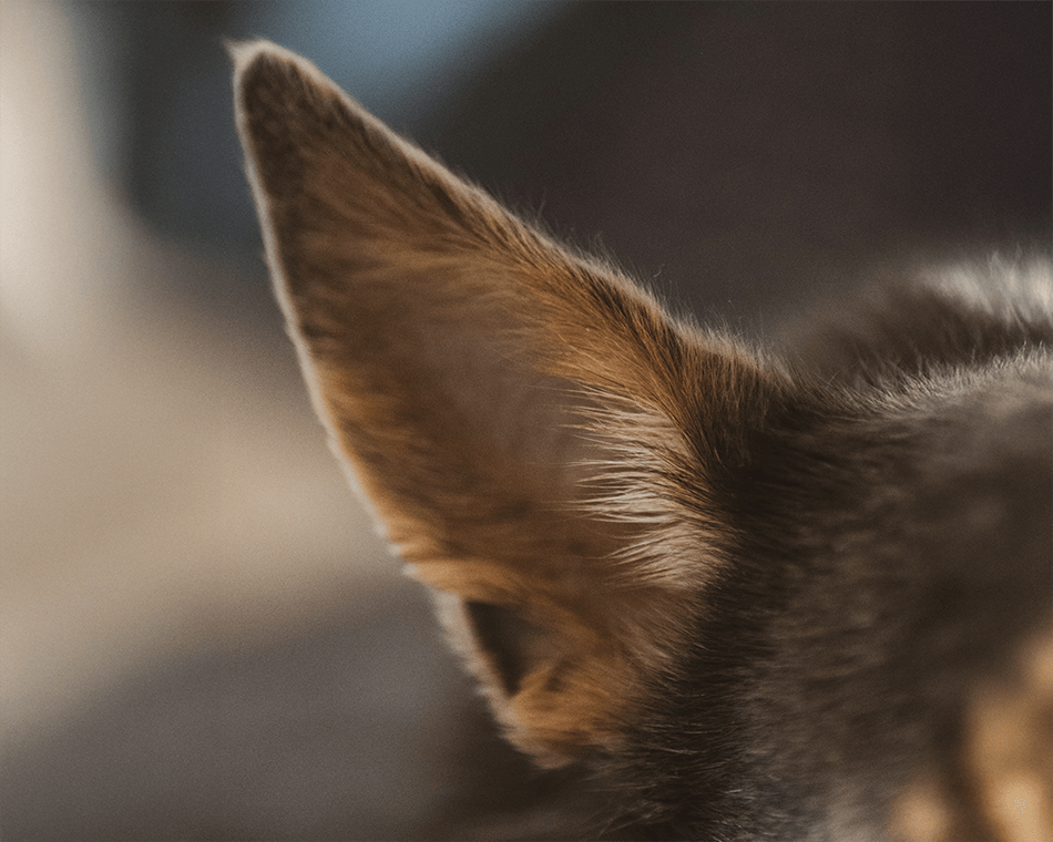 Dog Ear Infection: Signs, Causes, Treatment, and Prevention Tips - Welltayl