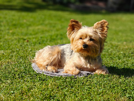 dog-laying-in-grass-in-sun