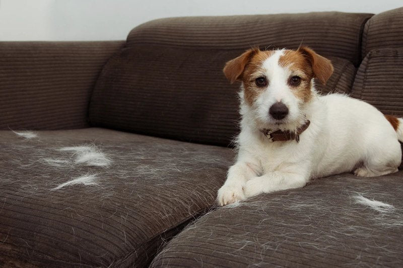 Dog Shedding: Excessive Shedding & Coat Changes in Dogs - Welltayl