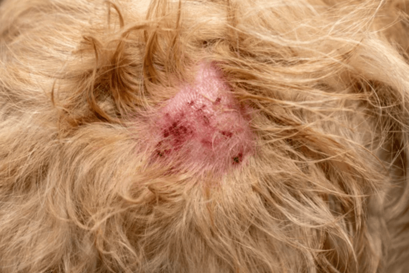 Dog Skin Barrier Repair: The Right Ingredients, Kept Simple - Welltayl