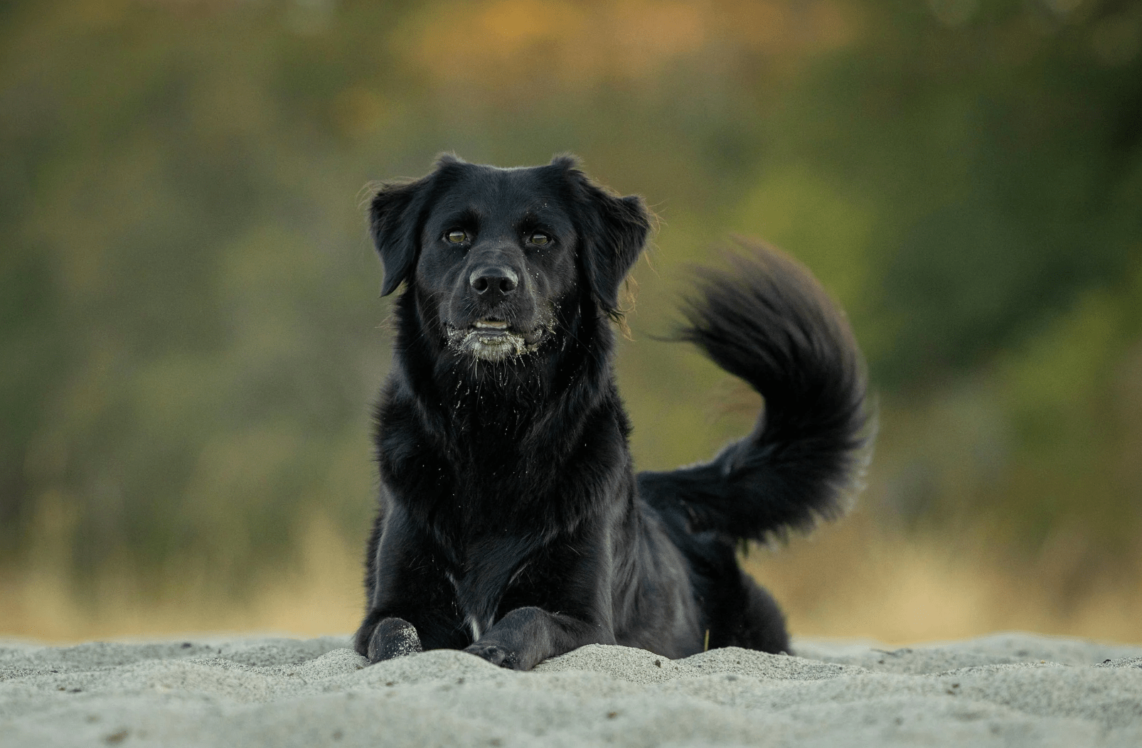 Dry Bath for Dogs: Safe & Easy No-Water Cleaning Tips - Welltayl