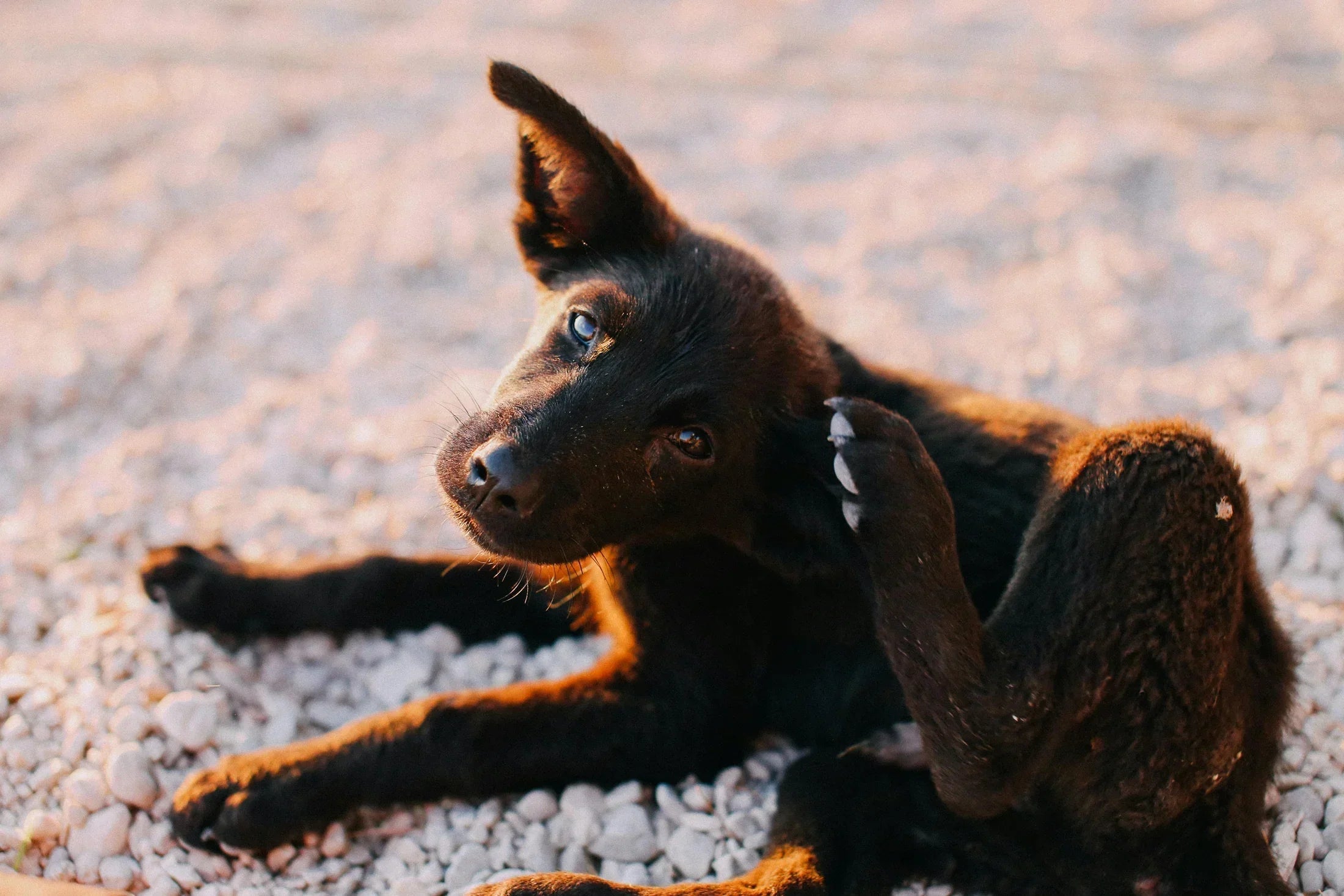 Dry Skin on Dogs: Causes, Symptoms, Tips, & Effective Treatment - Welltayl