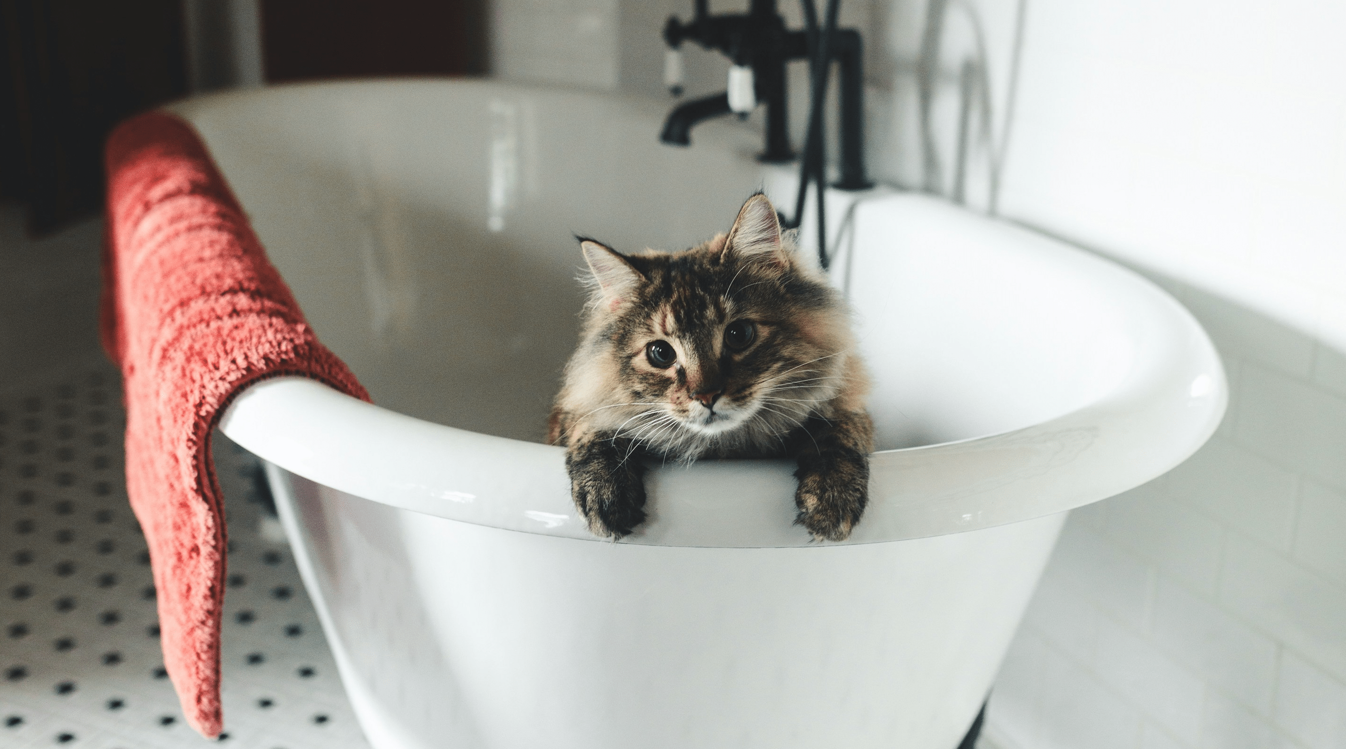 Essential Cat Wash Guide: Steps for a Healthy, Clean Cat - Welltayl