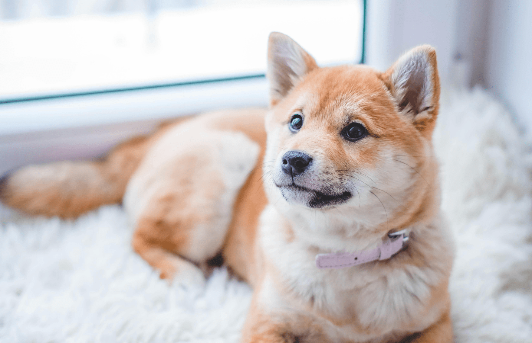 Essential Tips for Bringing a New Dog Home Smoothly and Safely - Welltayl