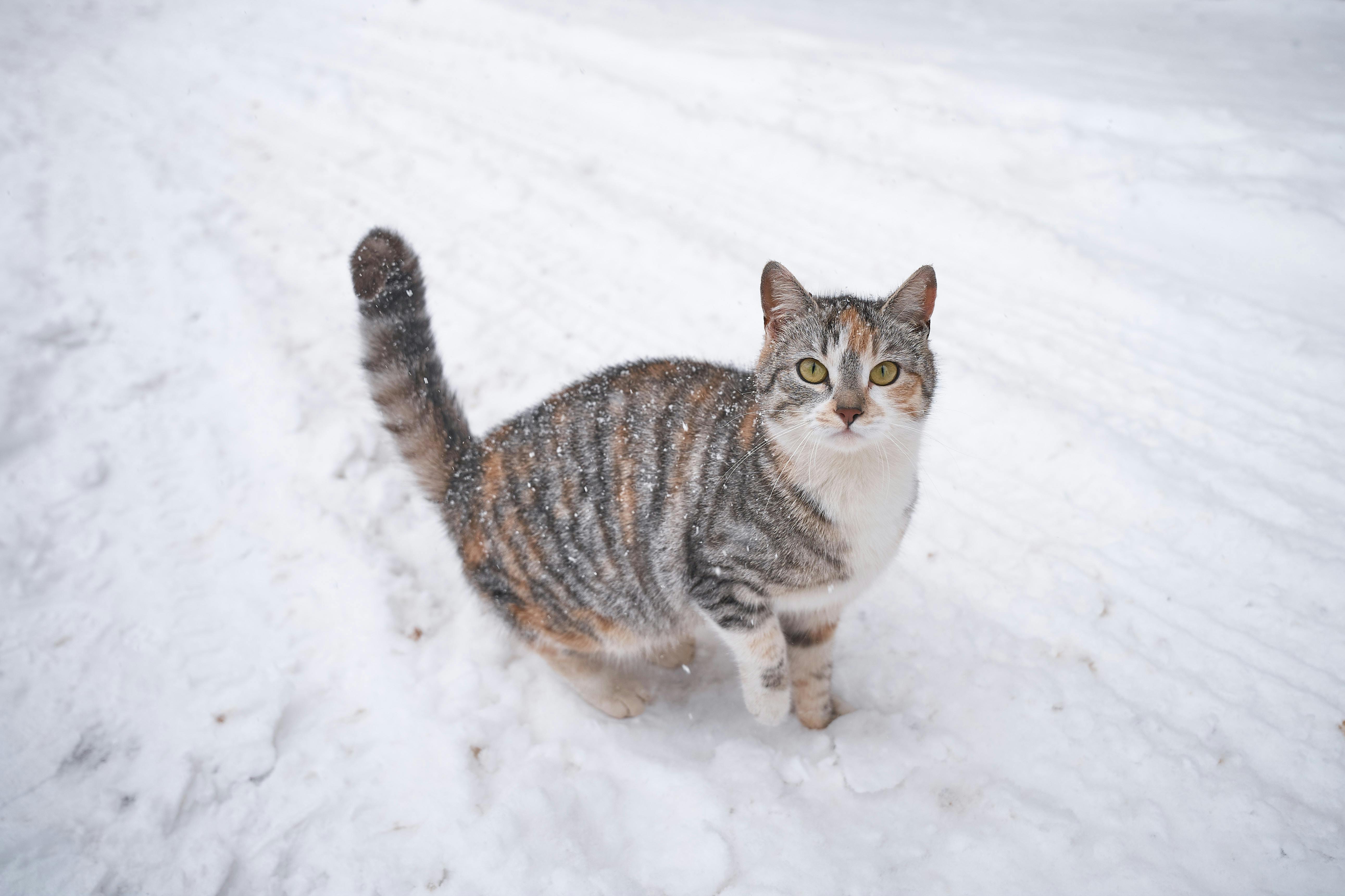 Essential Tips for Keeping Pets Warm in Winter and Safe During Cold Weather - Welltayl