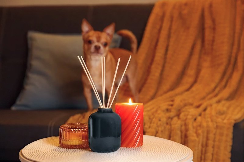 Fragrance & Essential Oils Around Pets: Skin Sensitivity and Safety - Welltayl