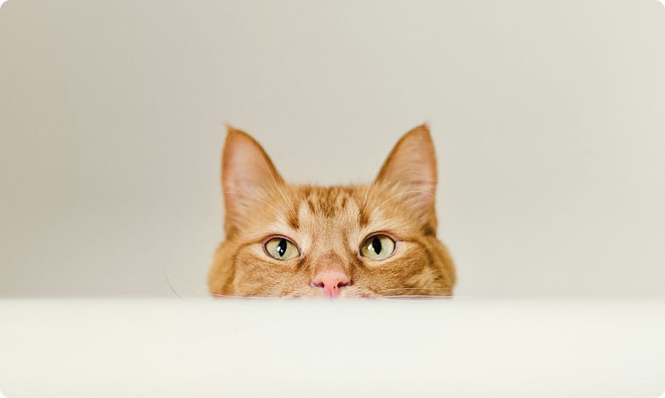 How to Bathe a Cat Safely: Step-by-Step Guide & Tips - Welltayl