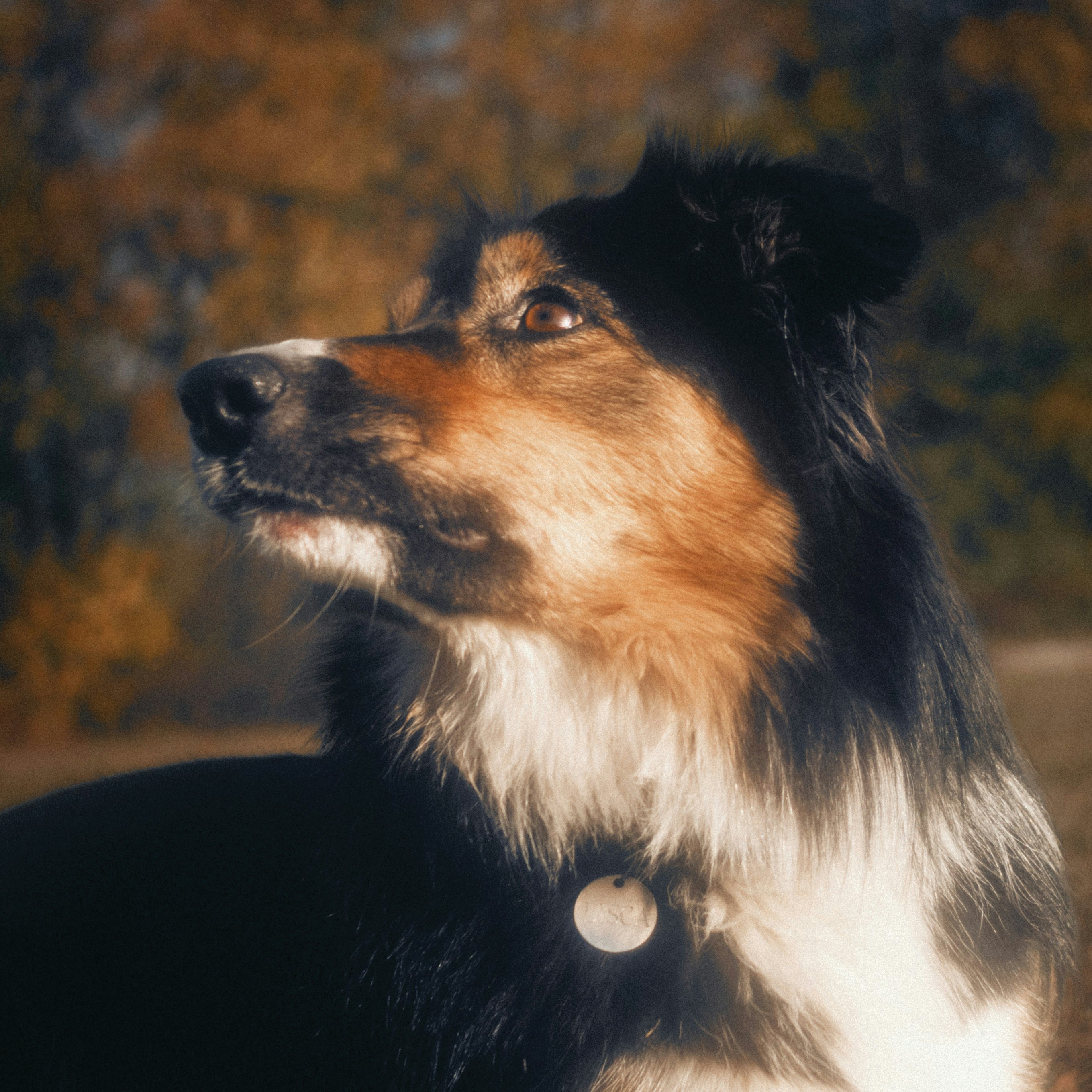 How to Improve Your Dog's Coat and Skin: Nutrition, Grooming & More - Welltayl