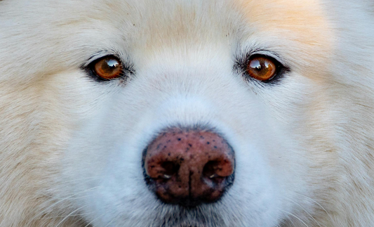 image-of-a-white-huskys-eyes