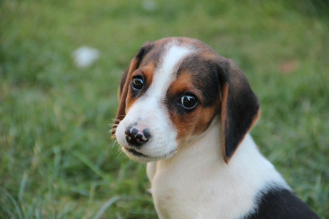 image-of-beagle-puppy