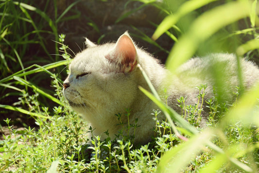 image-of-cat-laying-outside-in-grass