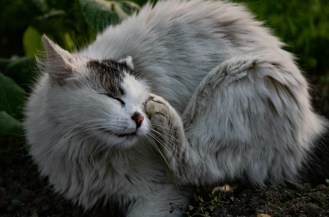 image-of-cat-scratching-itself