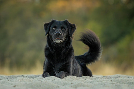 image-of-dog-laying-in-sand