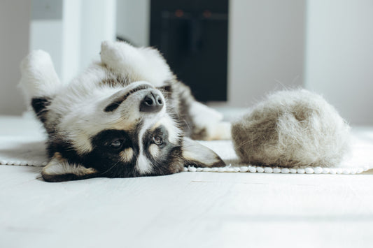 image-of-dog-laying-next-to-shed-hair