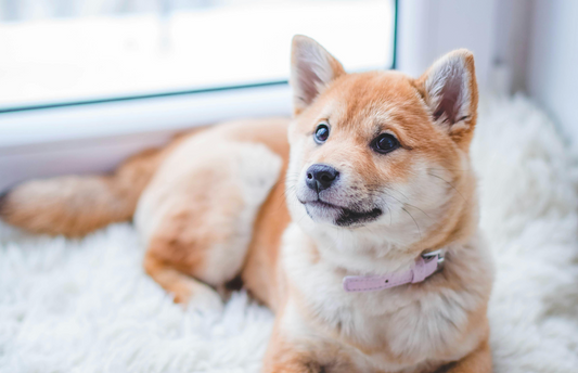 image-of-dog-laying-on-rug