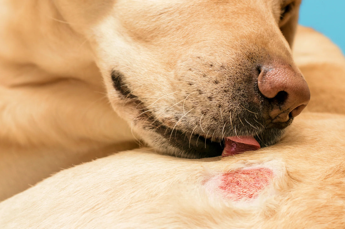 image-of-dog-licking-sore-spot