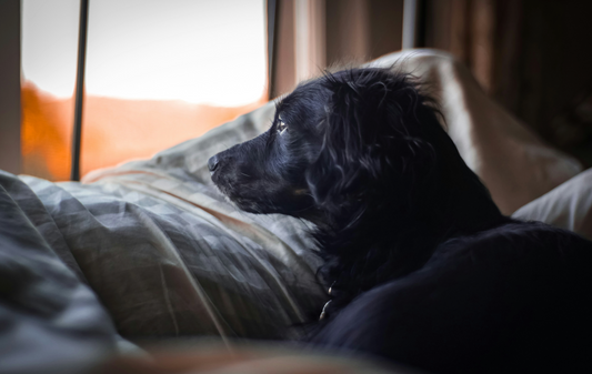 image-of-dog-looking-out-window