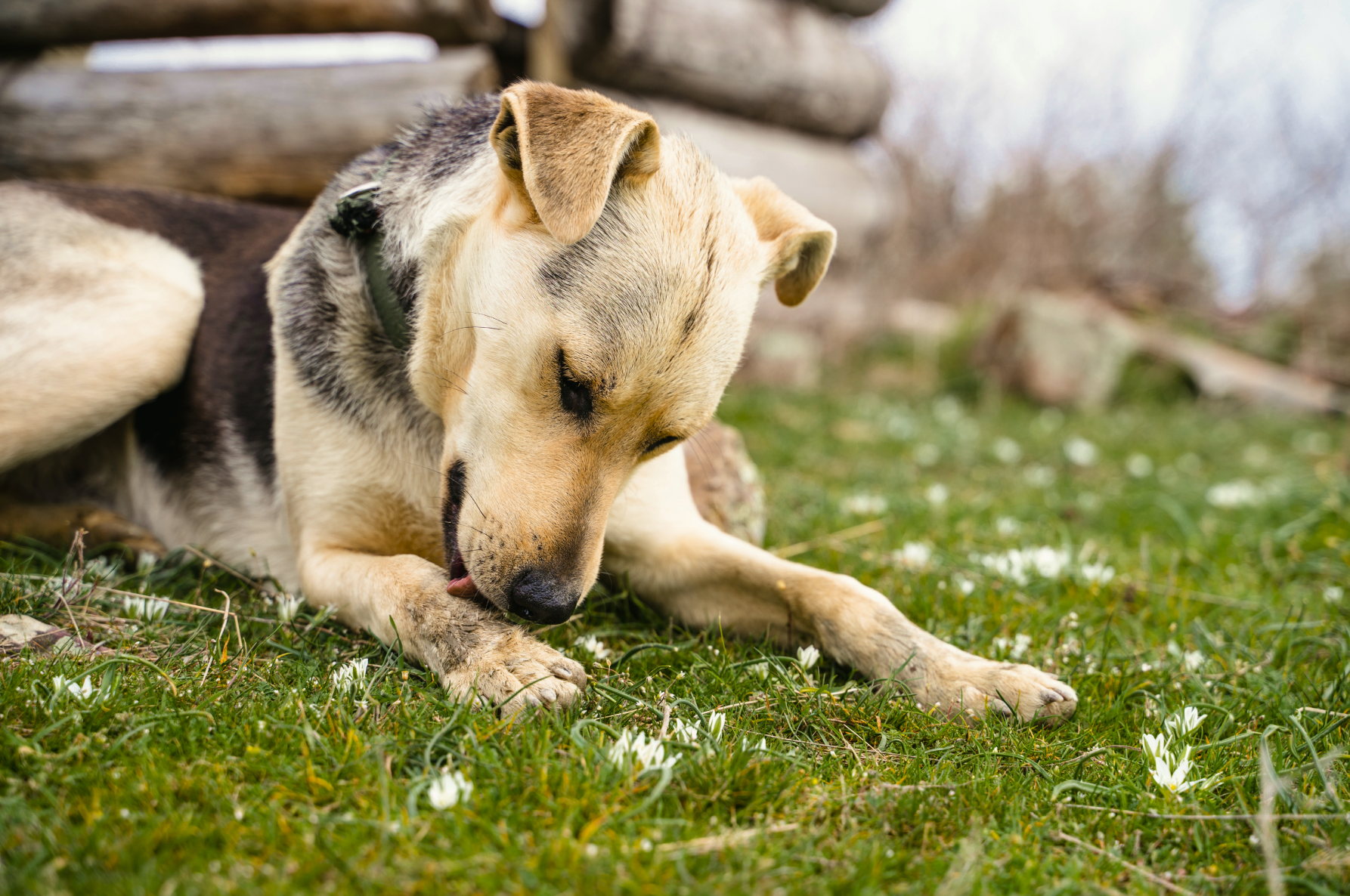 image-of-dog-outside-licking-its-paws